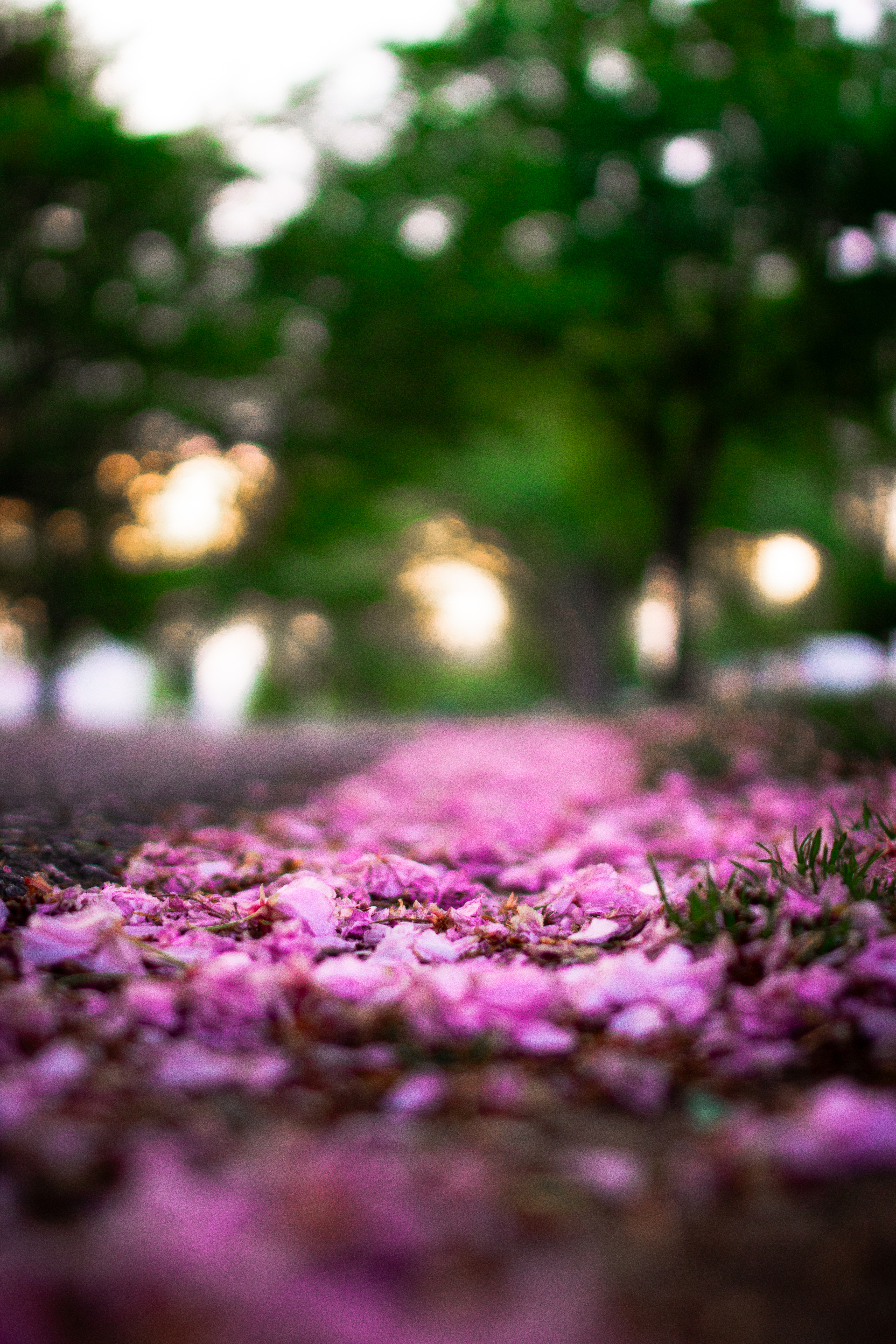 An Evening With A Cherry Blossom Tree