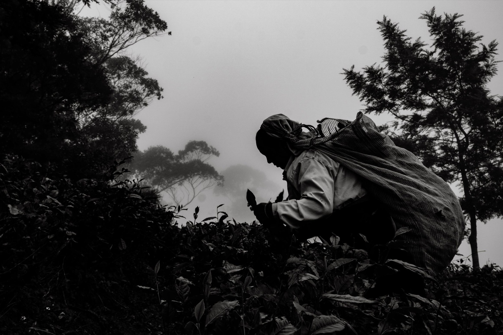 Tea Picking